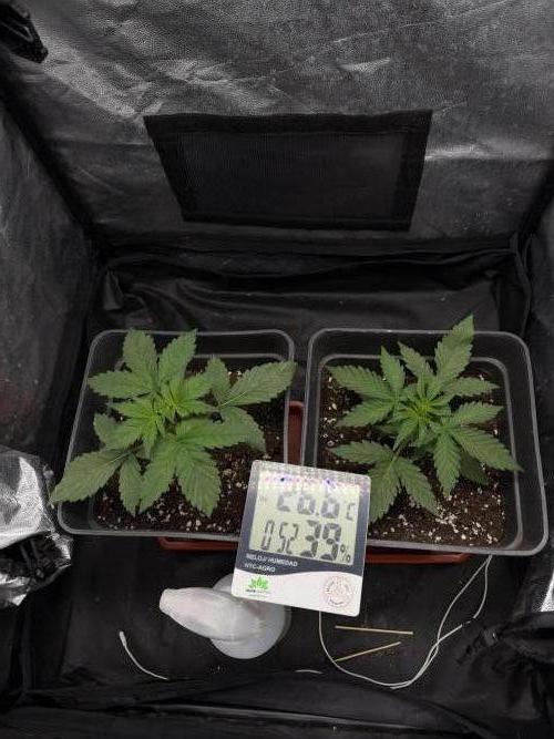 Primer cultivo. Week 2