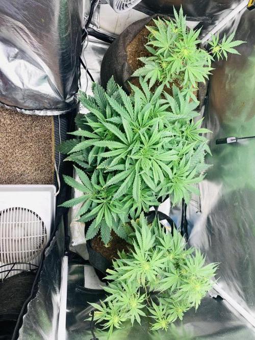 Auto mystery mix grow. Week 5 - Happy