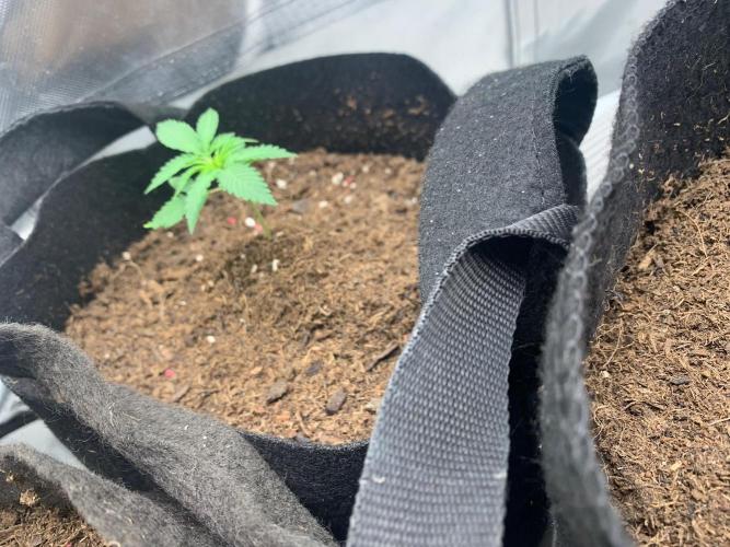 Auto mystery mix grow. Week 0 - Day 7