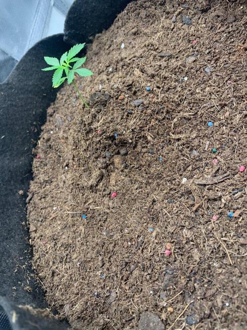 Auto mystery mix grow. Week 0 - This one is a little bit smaller start but it’s just establishing the root