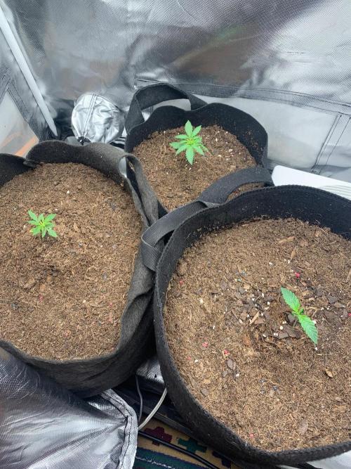 Auto mystery mix grow. Week 0 - Day7 on the left and on the rite day 5 