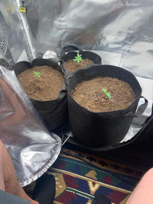 Auto mystery mix grow. Week 0 - Day 6