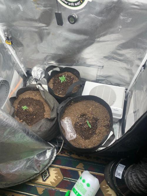 Auto mystery mix grow. Week 0 - Day 6