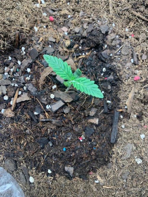 Auto mystery mix grow. Week 0 - Day 2 since poped looking good