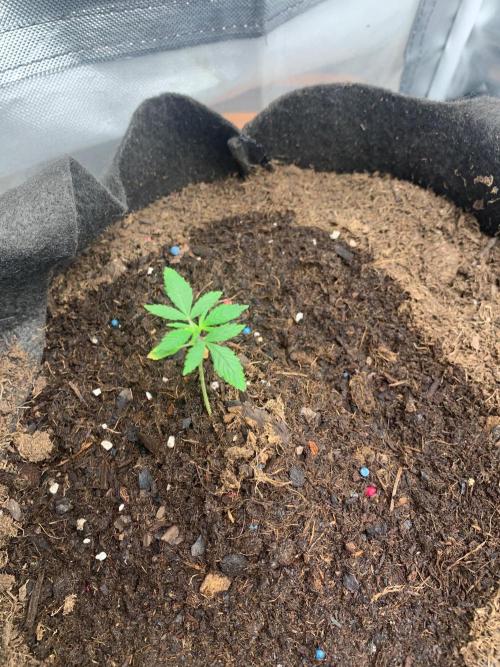 Auto mystery mix grow. Week 0 - Day 6