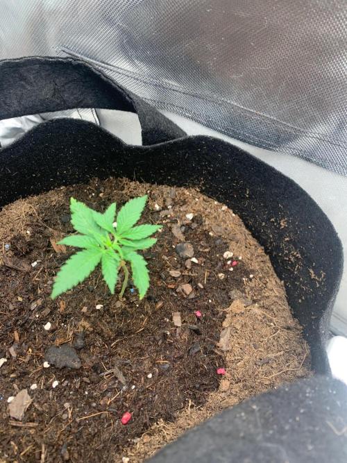 Auto mystery mix grow. Week 0 - Day 6 