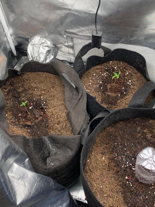 Auto mystery mix grow. Week 0 - Day 3 since poped. Ppfd is at 200 and led light at 24 in from the top of canopy 