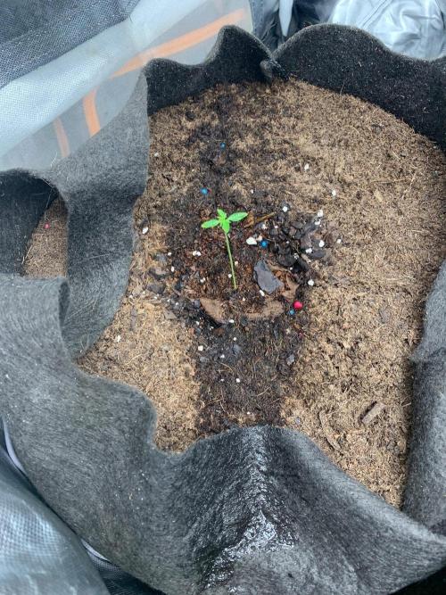 Auto mystery mix grow. Week 0 - Day 4 