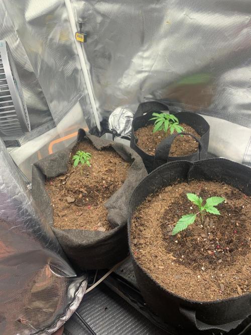 Auto mystery mix grow. Week 0 - Day 9 