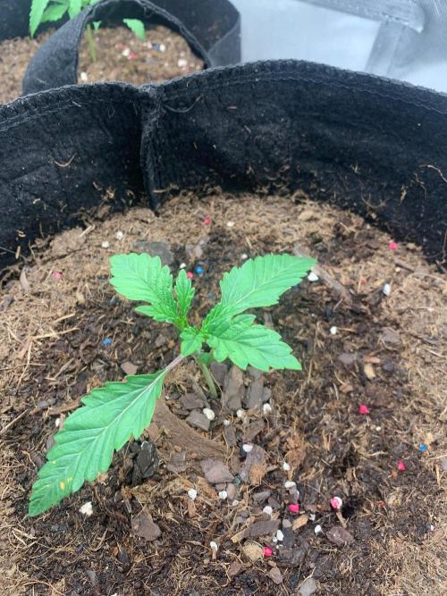 Auto mystery mix grow. Week 0 - Day 7
