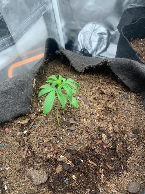 Auto mystery mix grow. Week 0 - Day 9 she off to a slow start but will catch up soon.