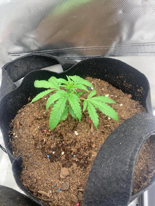 Auto mystery mix grow. Week 0 - Day9