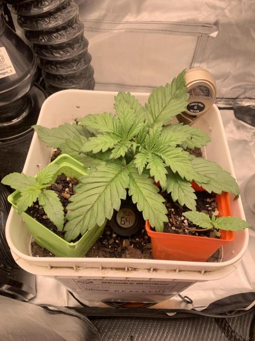 Tenttechjournals. Week 2 - Showing my full grow i already harvested in 1 day just to show my grow i finished her 3 days ago