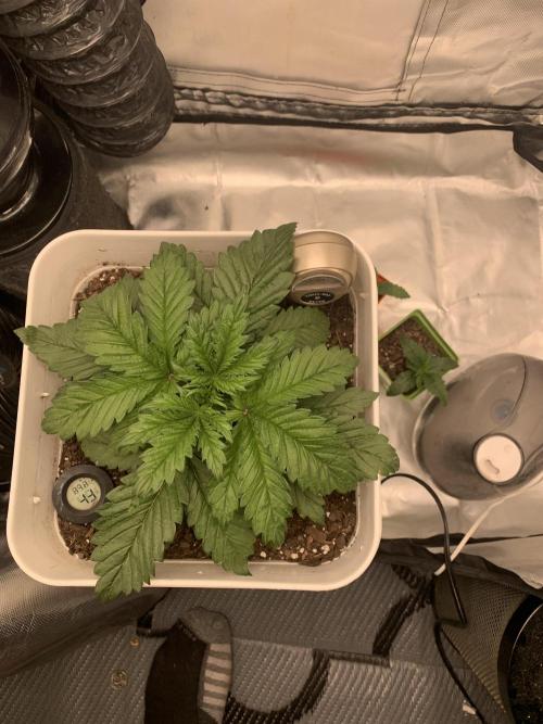 Tenttechjournals. Week 2 - Week 2