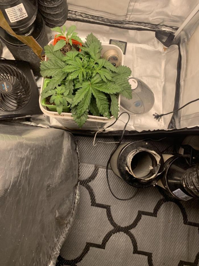 Tenttechjournals. Week 5 - I’ m just letting her go for now will start lst soon.