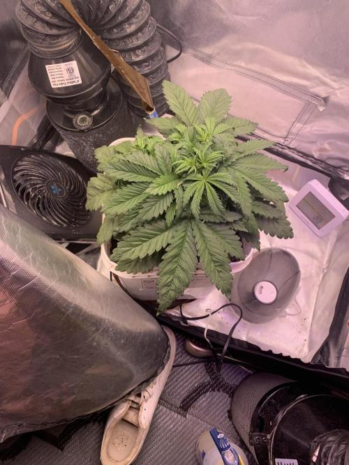 Tenttechjournals. Week 7 - She’shapoy going to move her to green housse to get some natural sun just to see how she does.