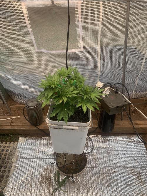 Tenttechjournals. Week 7 - In the green house she is happy.started lst.just 