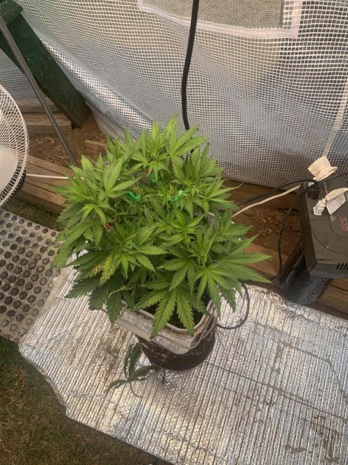 Tenttechjournals. Week 4 - Lst and she is looking happy going to move into a 20 gal container just experimenting