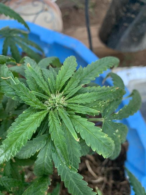 Tenttechjournals. Week 10 - Moved her to late into a 20 gal container and I’ m movin her back inside the temps    R to high 