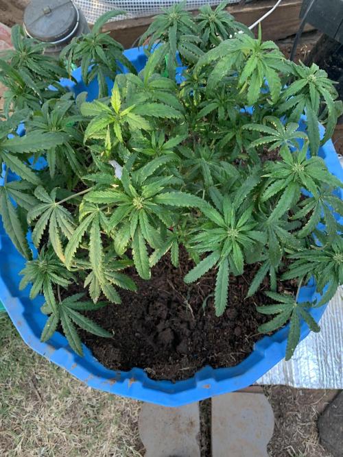 Tenttechjournals. Week 10 - I’udnno if she is going to turn out good we will see. Moving her back inside to the tent 