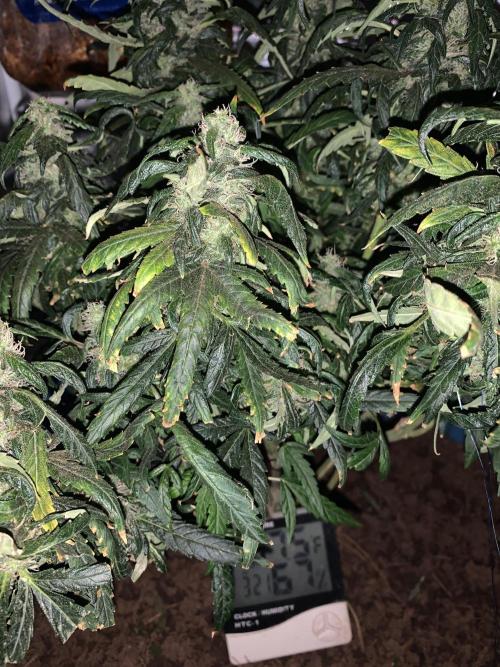 Tenttechjournals. Week 11 - Startingto stack up the nitigen is a little high but I thiink she is going to need up.