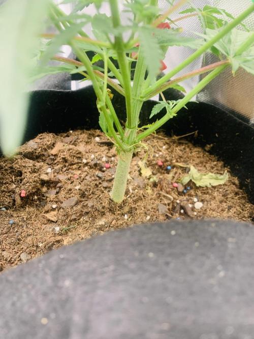 Auto mystery mix grow. Week 4