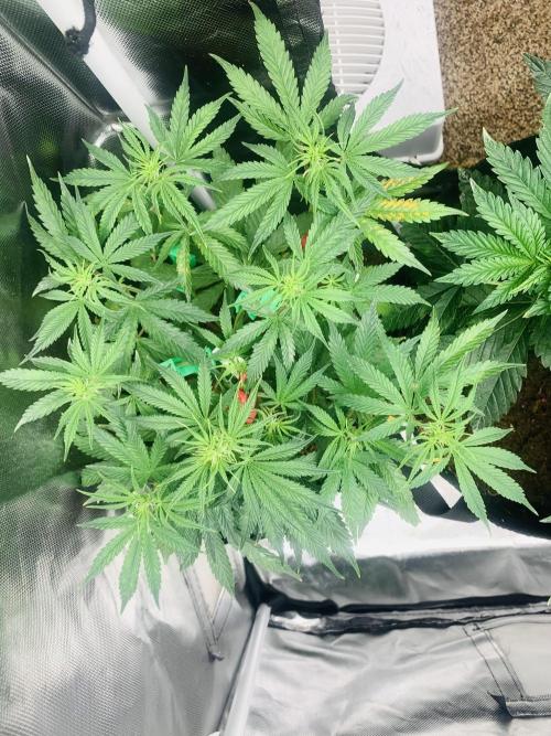 Grow Tent GLTENT XL3 60x120x78. Week 4