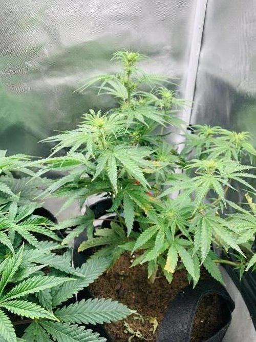 Auto mystery mix grow. Week 5 - Smells amazing
