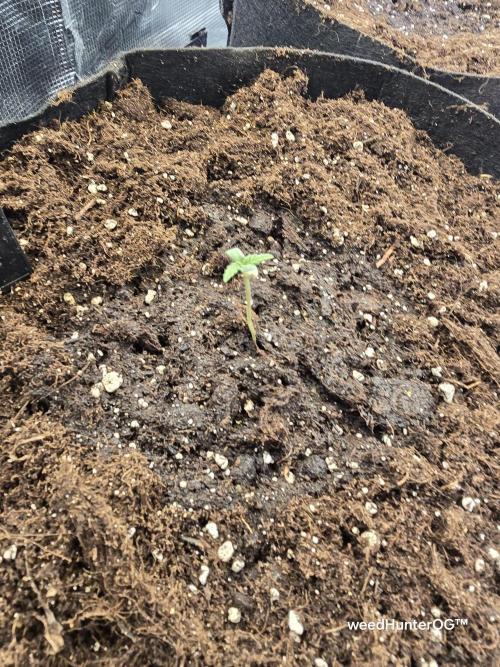 weedHunterOG: Two Devils, One Mission. Week 1 - Dark Devil 