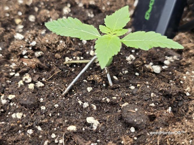 weedHunterOG: Two Devils, One Mission. Week 2 - Dark Devil Auto 