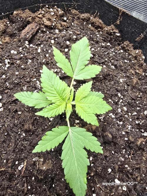 weedHunterOG: Two Devils, One Mission. Week 3 - Diablo Delight XL Auto 