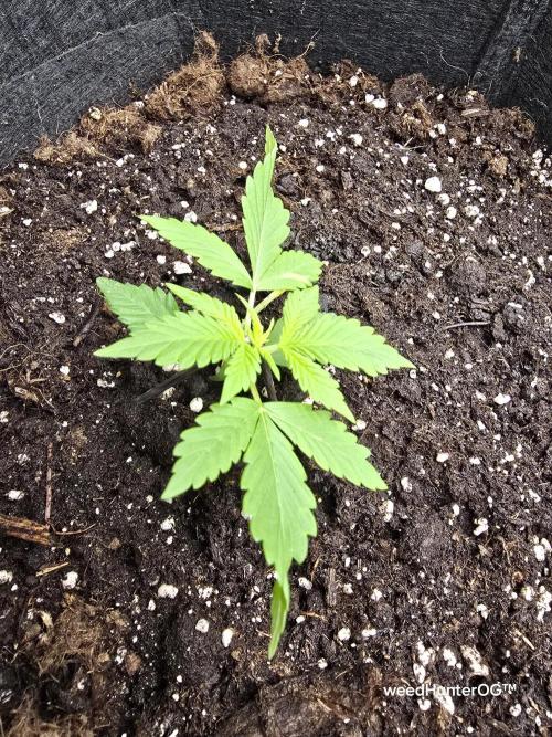 weedHunterOG: Two Devils, One Mission. Week 3 - Dark Devil Auto 
