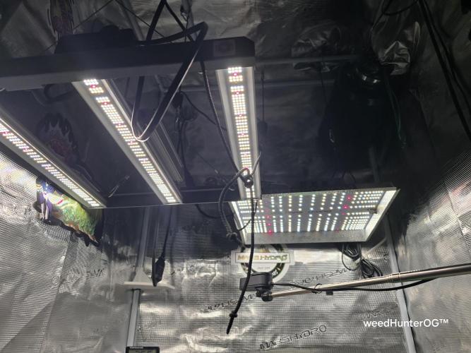 weedHunterOG: Two Devils, One Mission. Week 3 - I've set up the second Mars Hydro TS 1000 LED as well.
