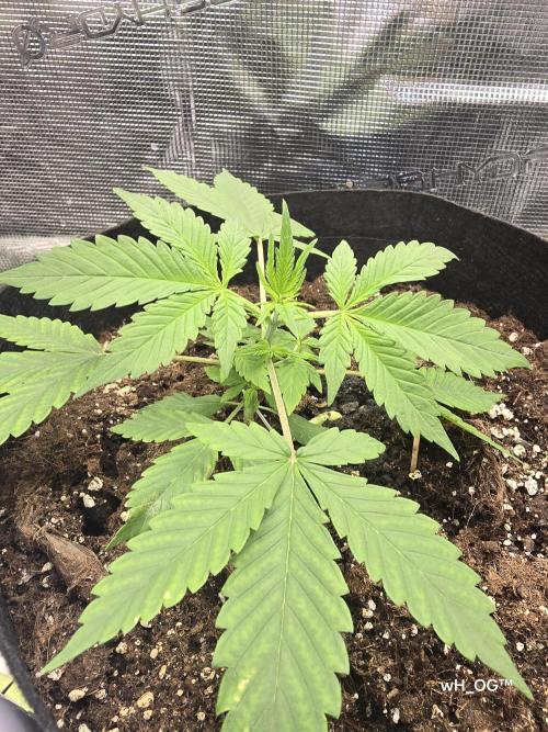 weedHunterOG: Two Devils, One Mission. Week 4 - Dark Devil Auto (11.5 cm) 