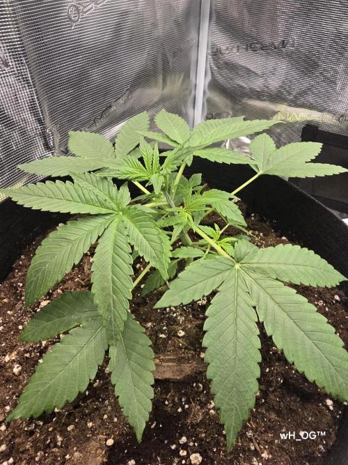 weedHunterOG: Two Devils, One Mission. Week 4 - Diablo Delight XL Auto (12.5 cm) 