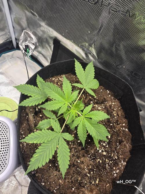 weedHunterOG: Two Devils, One Mission. Week 5 - Dark Devil Auto 