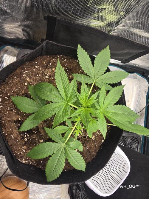 weedHunterOG: Two Devils, One Mission. Week 5 - Diablo Delight XL Auto 