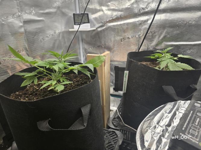 weedHunterOG: Two Devils, One Mission. Week 5