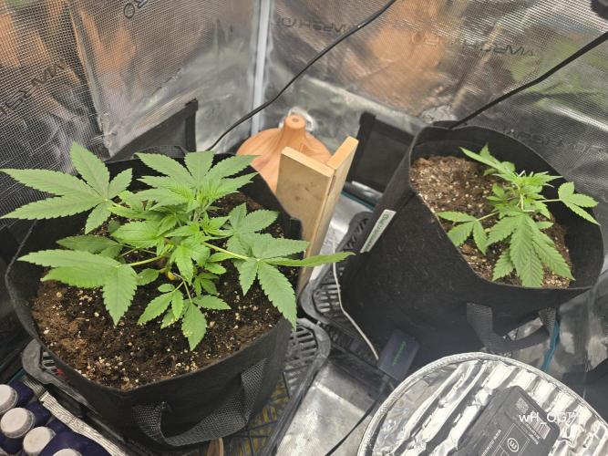 weedHunterOG: Two Devils, One Mission. Week 5