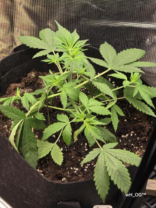 weedHunterOG: Two Devils, One Mission. Week 5 - Dark Devil Auto 