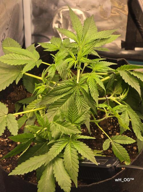 weedHunterOG: Two Devils, One Mission. Week 5 - Diablo Delight XL Auto 