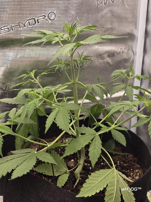 weedHunterOG: Two Devils, One Mission. Week 6 - Dark Devil Auto 