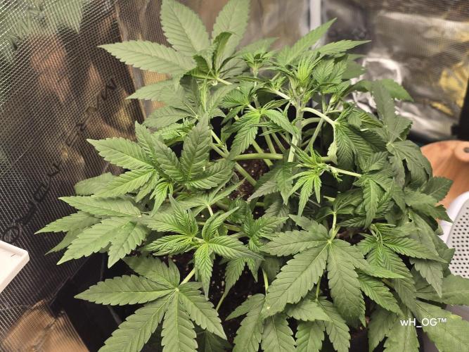 weedHunterOG: Two Devils, One Mission. Week 6 - Diablo Delight XL Auto 