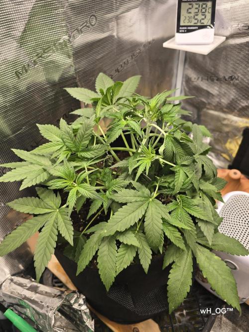 weedHunterOG: Two Devils, One Mission. Week 6 - Diablo Delight XL Auto