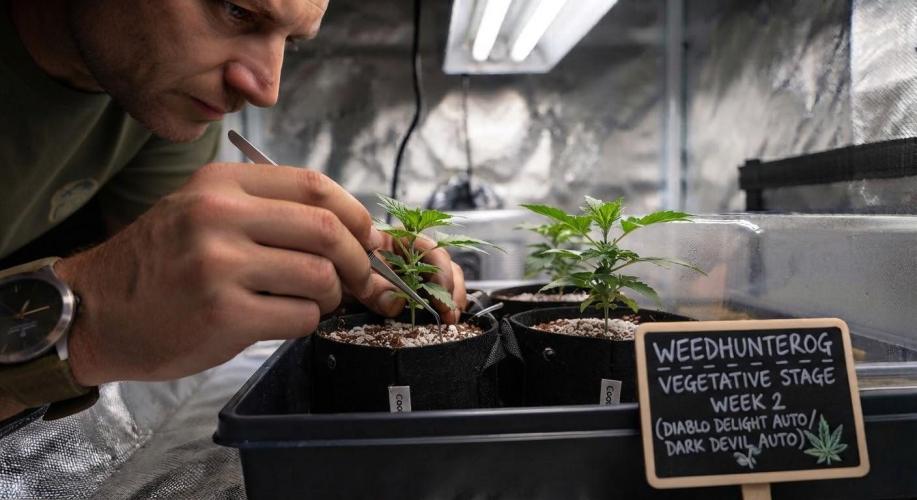 weedHunterOG: Two Devils, One Mission. Week 2