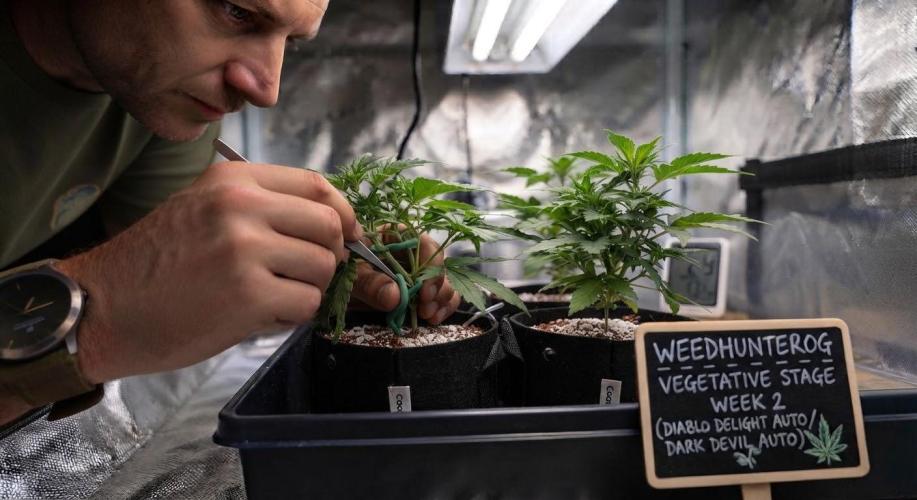 weedHunterOG: Two Devils, One Mission. Week 3