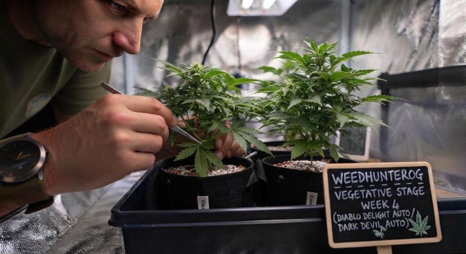 weedHunterOG: Two Devils, One Mission. Week 4
