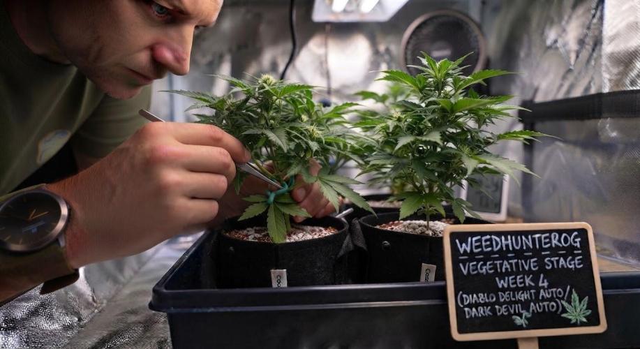 weedHunterOG: Two Devils, One Mission. Week 5