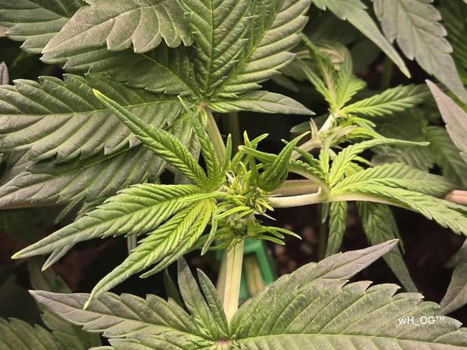 weedHunterOG: Two Devils, One Mission. Week 7