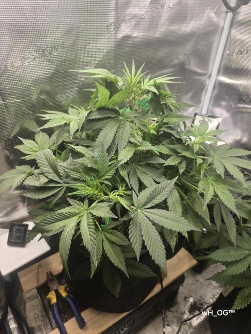 weedHunterOG: Two Devils, One Mission. Week 7 - Diablo Delight XL Auto (35 cm) 